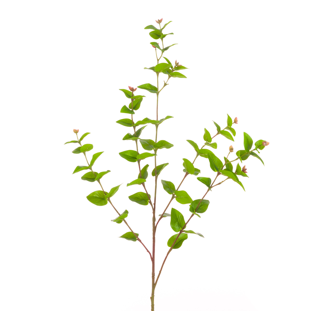 Hypericum Leaf Spray 83cm Green-0