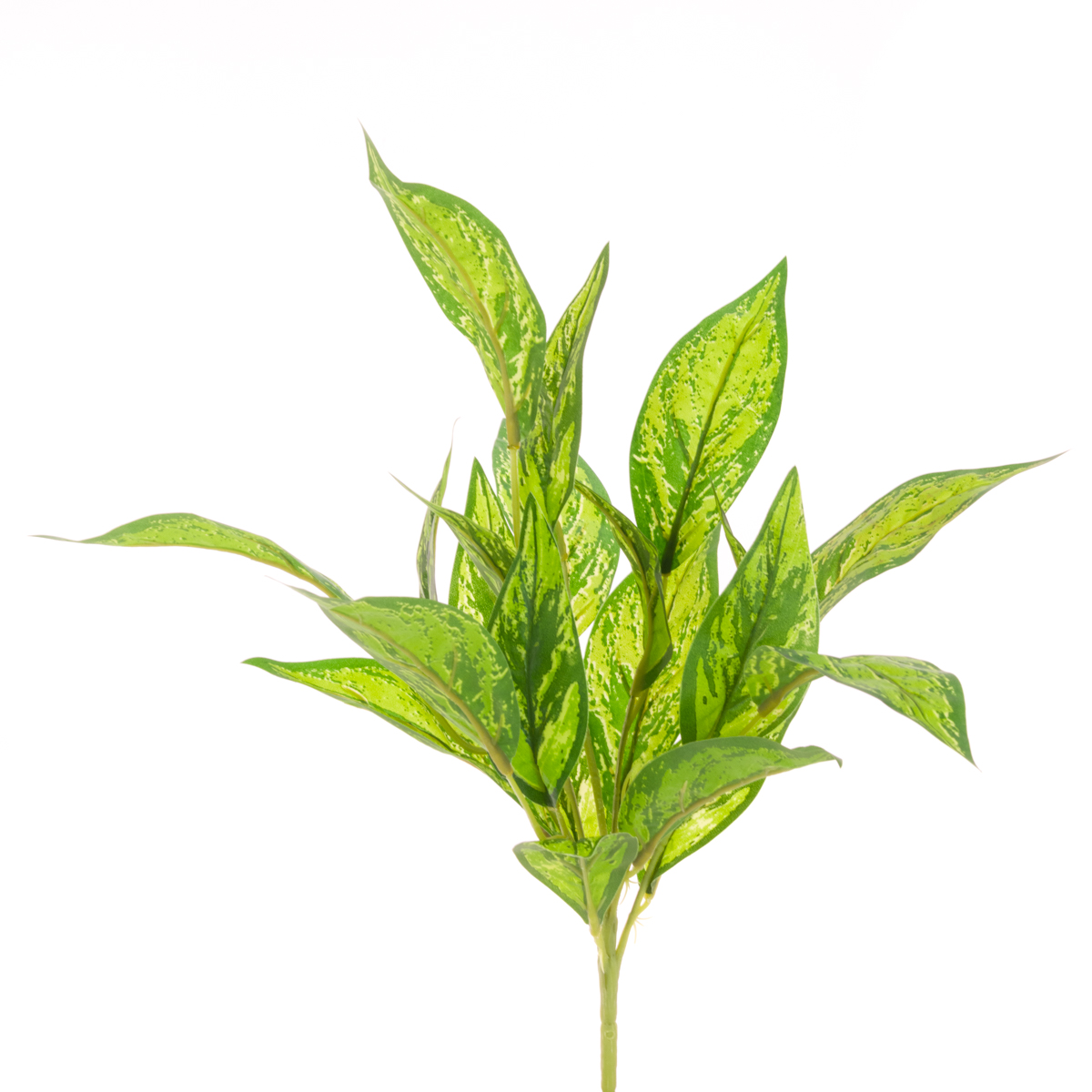 Dieffenbachia Bush x21 Lvs 47cm Green-0
