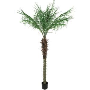 Pheonix Palm Potted 547L 180cm-0