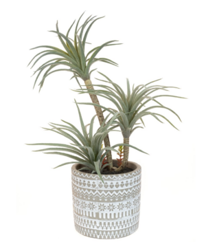 Airplant In Patterned Pot-0
