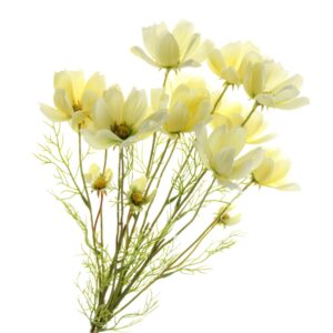 Coreopsis Bundle - Cream (3 stems, 62cm long)-0