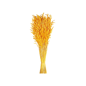 Avena Sativa (Oats) Yellow x 200g-0