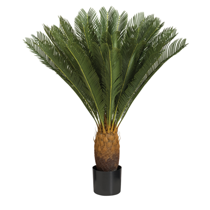 36" Cycas Plant W/30 Leaves-0