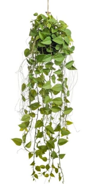 96cm Hanging Pothos Ball-0