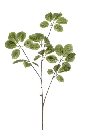Baby Schefflera Spray Green 87cm-0