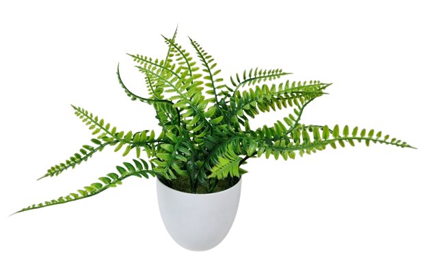 26cm Boston Fern Potted-0