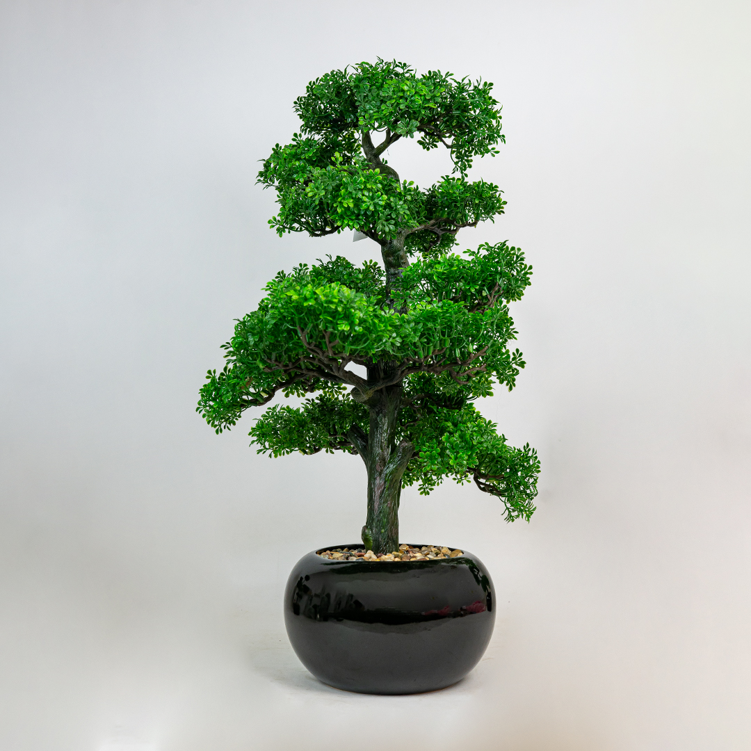 70cm Bonsai In Black Pot-24822