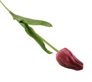 50cm Tulip Pink-0