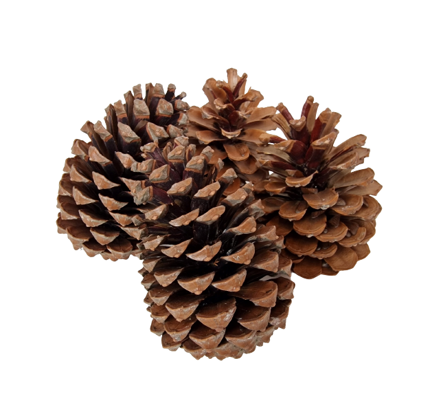 Maritima Cones 14 - 18cm x 10 Pieces-0