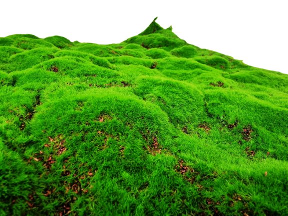 100cm Artificial Moss Tile - Green (100cm x 100cm)-25037