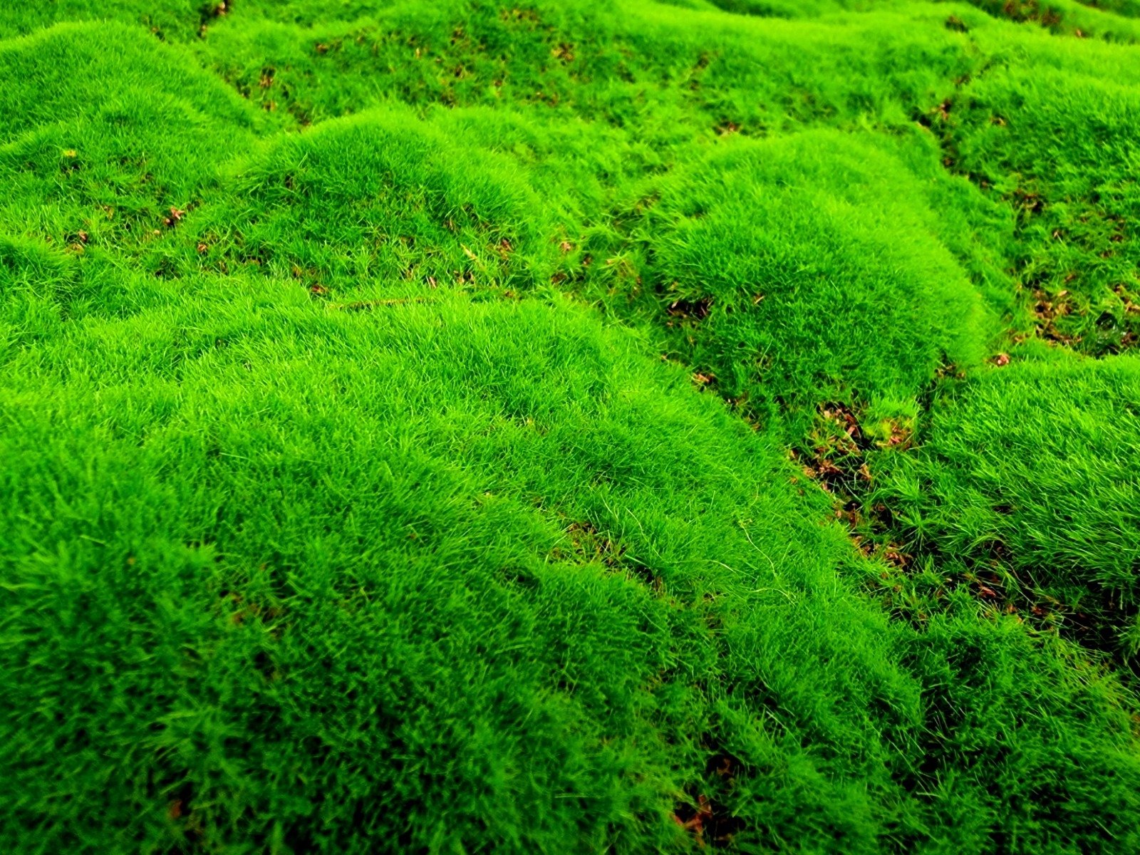 100cm Artificial Moss Tile - Green (100cm x 100cm)-25038