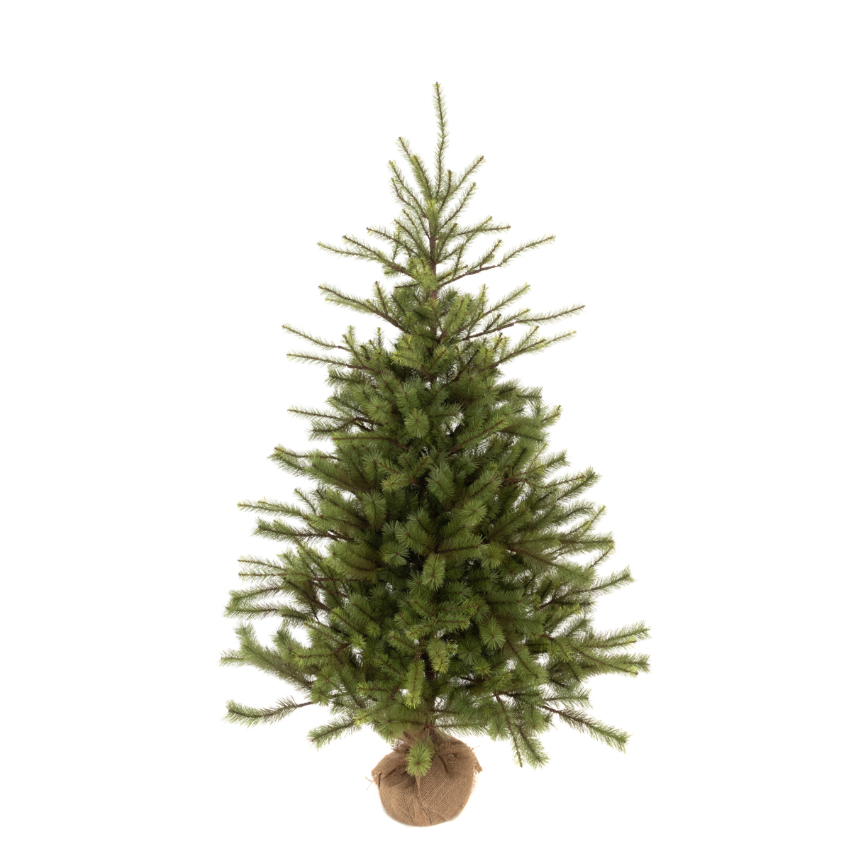 Spruce Pine In Burlap 152cm (New)-0