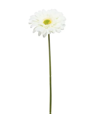Single Gerbera 72cm Cream-0
