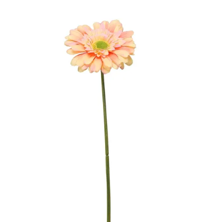 Single Gerbera 72cm Peach-0
