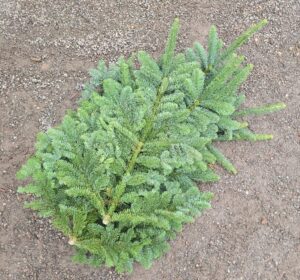 Fresh Spruce Bundle