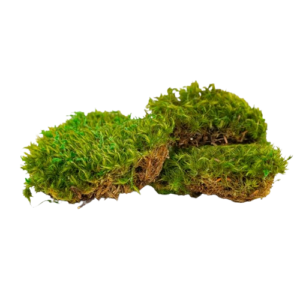Preserved Provence Moss-0
