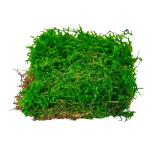 Preserved Curly Moss-0