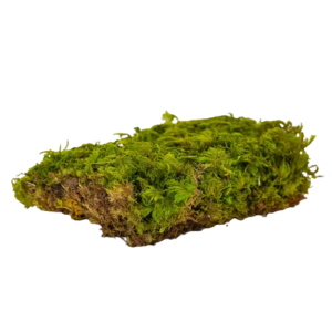 Preserved Fern Moss-0