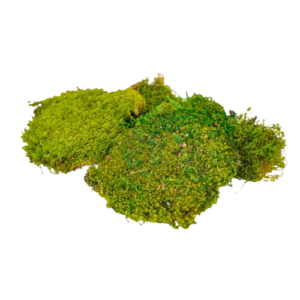 Preserved Plate Moss-0