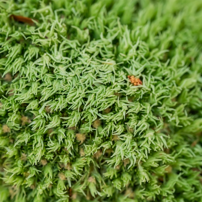 Ball Moss Natural-25679