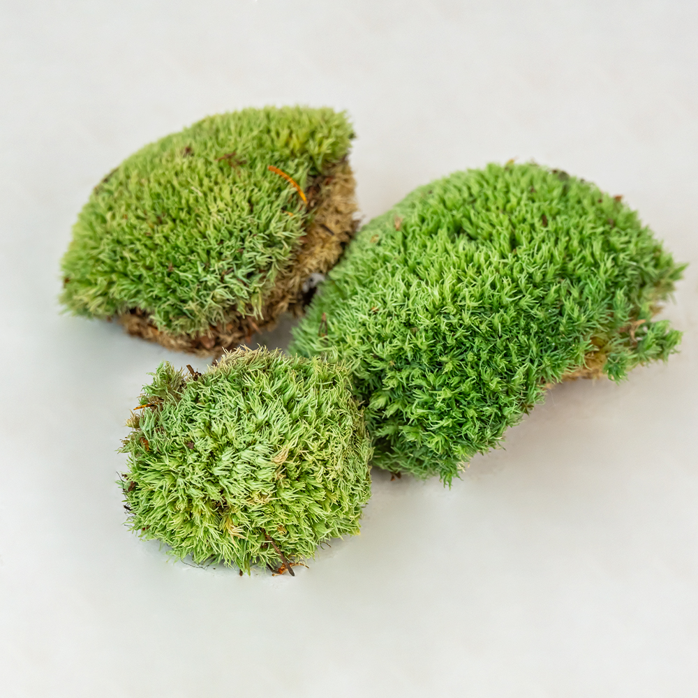 Ball Moss Natural-25680