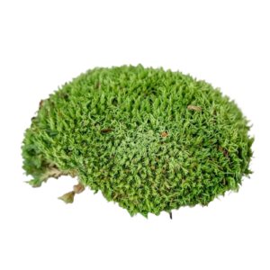 Ball Moss Natural-0