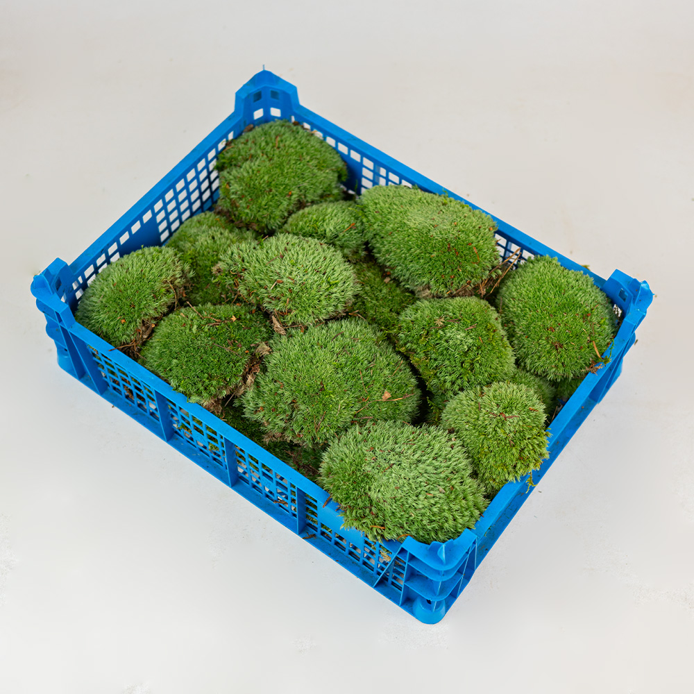 Ball Moss Natural-26171