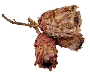 Protea Barbigera Natural x 3 Pcs-0