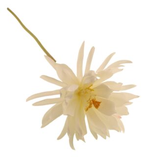 79cm Queen of the Night-0