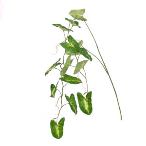 Syngonium Hanging Spray 147cm Green-0