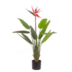 Bird Of Paradise In Pot 100cm-0