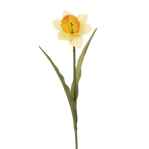 Daffodil 60cm-0