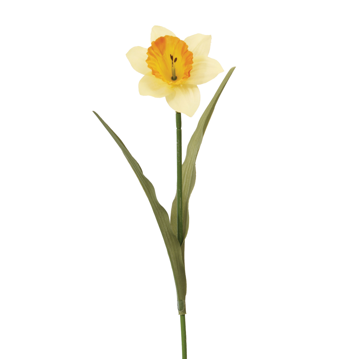 Daffodil 60cm-0