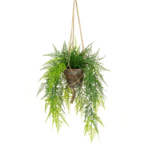 Hanging Fern in Pot - 56cm-0