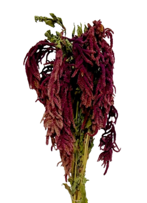 Amaranthus Caudatus Red-0