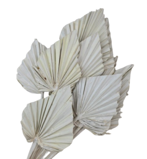 Palm Spear Misty White x 15