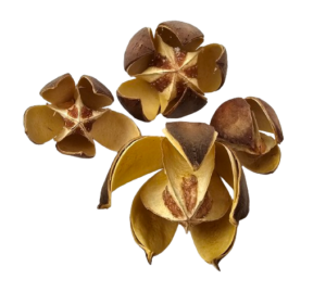 Wild Lily Natural x 20