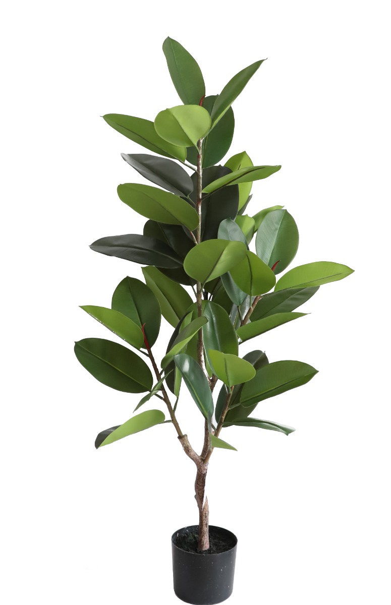 Rubber Plant U.V.F.R - 130cm