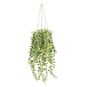Peperomia In Hanging Basket 70cm-0