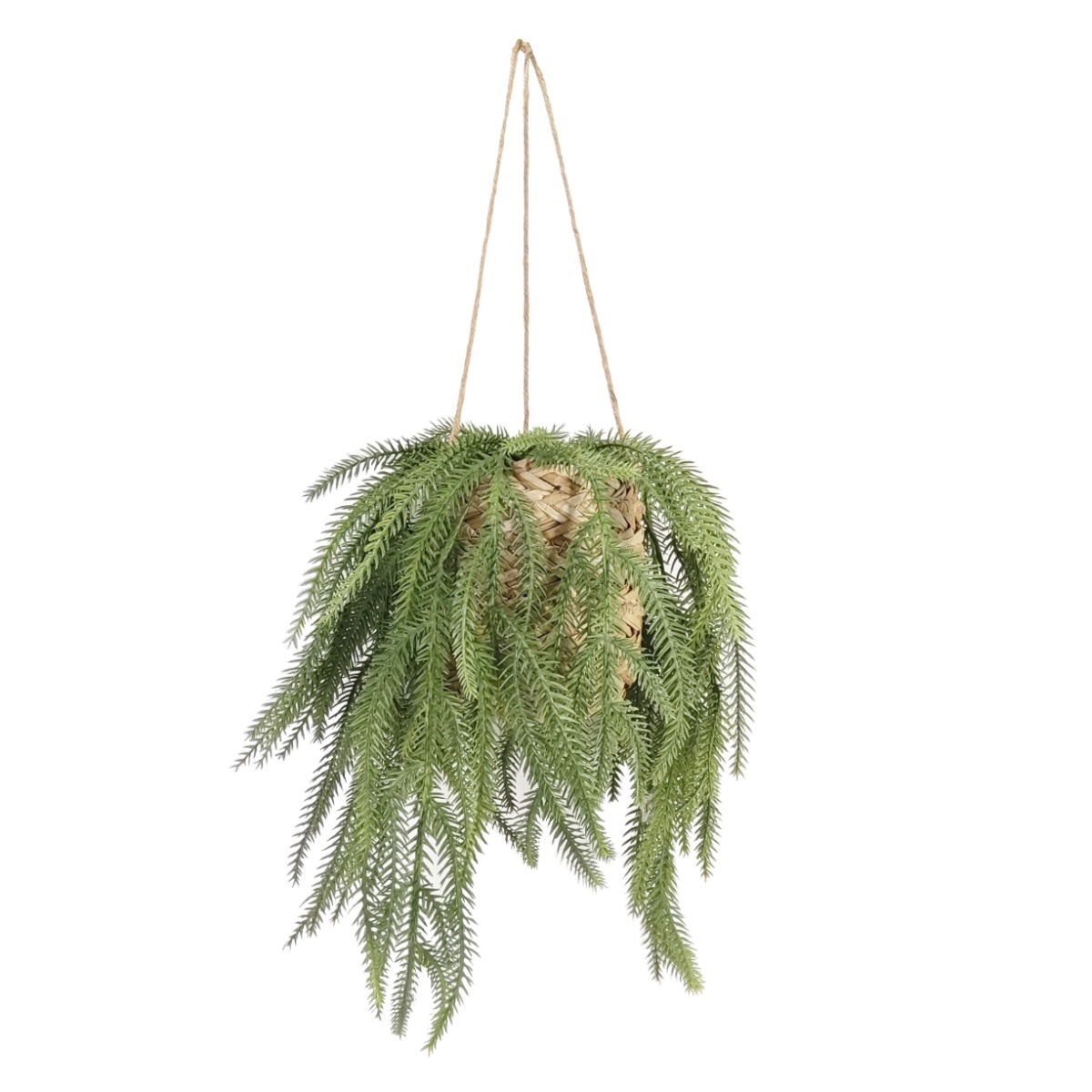 Emerald Fern In Hanging Basket 60cm-0