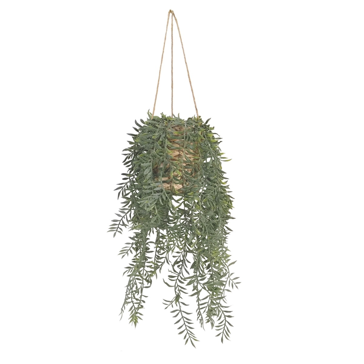 Asparagus Fern In Hanging Basket 70cm-0
