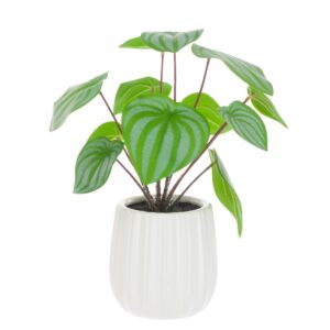 Scindapsus In Ceramic Pot 33cm-0