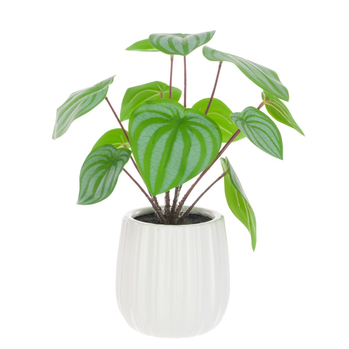 Scindapsus In Ceramic Pot 33cm-0