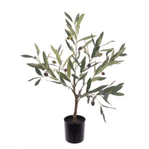 Olive Tree In Pot 60cm-0