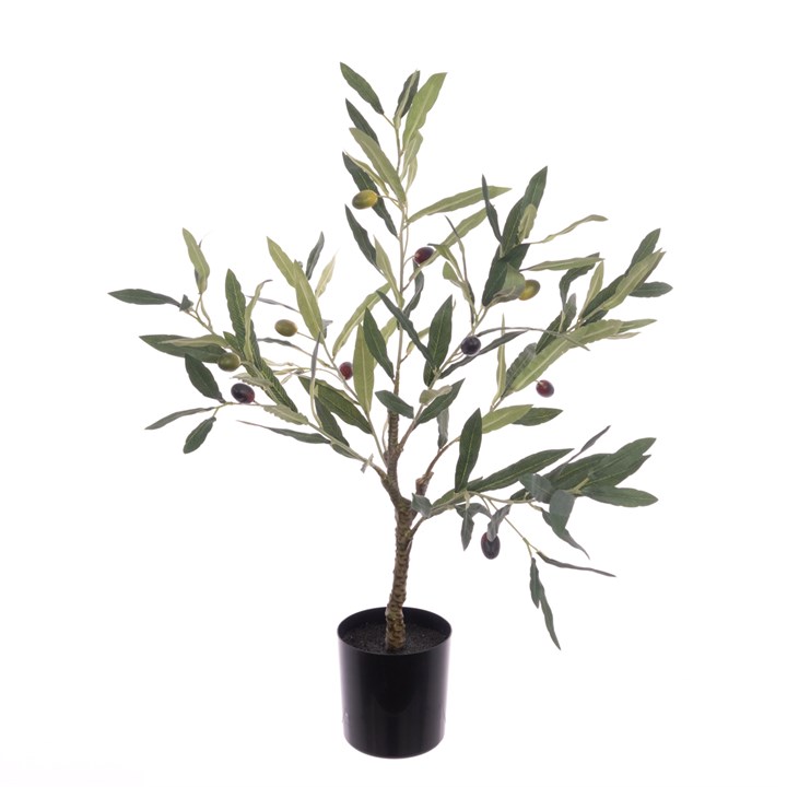 Olive Tree In Pot 60cm-0
