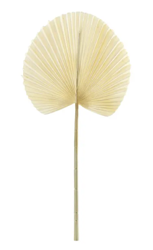 Essential Dry Look Bleached Fan Palm 54cm