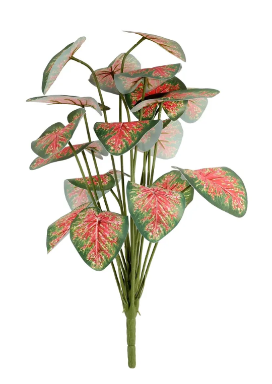Plant House Caladium 46cm-0