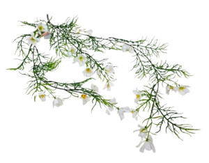 Exterior Cosmos Bush U.V - White - 72cm