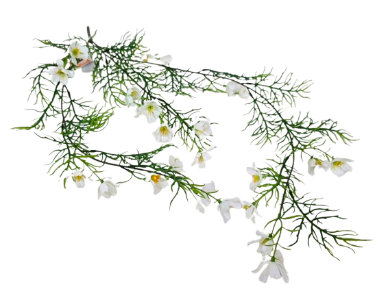 Exterior Cosmos Bush U.V - White - 72cm