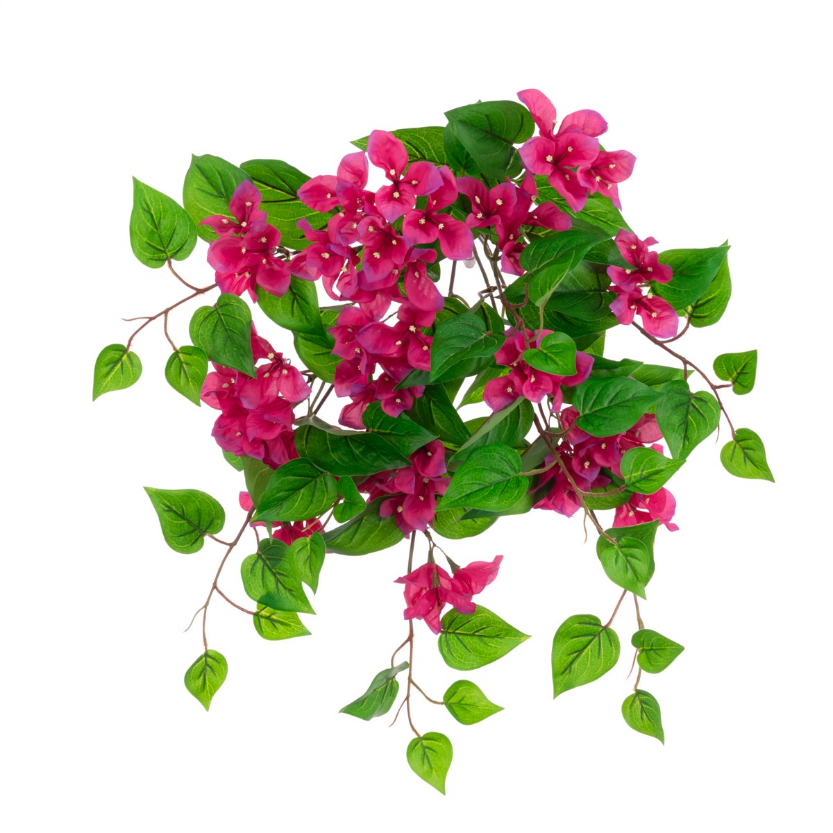 ECO Bougainvillea Bush 50cm UV Protected Beauty-0